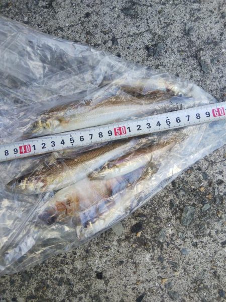 苅屋海岸のキス釣り