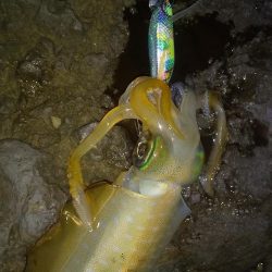 ちょいエギング