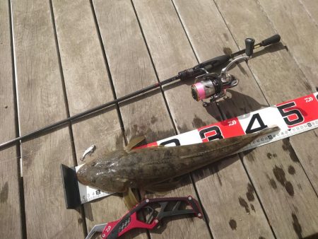 マゴチになります！