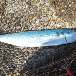 毎度です。なぶらには縁も距離も遠いです(笑)