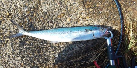 毎度です。なぶらには縁も距離も遠いです(笑…