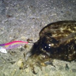 コウイカだった。