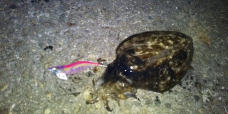 コウイカだった。