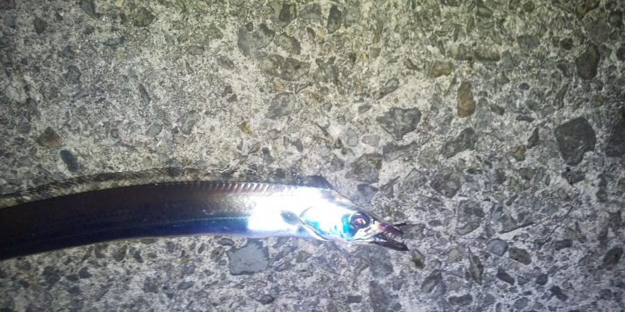 太刀魚の浮き釣り