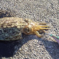 エギングとヤエン