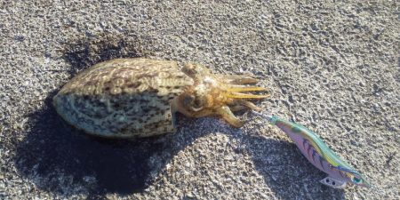 エギングとヤエン