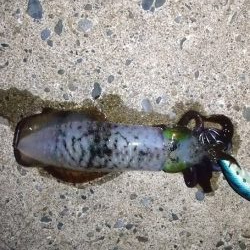 朝マズメでアオリイカ狙い