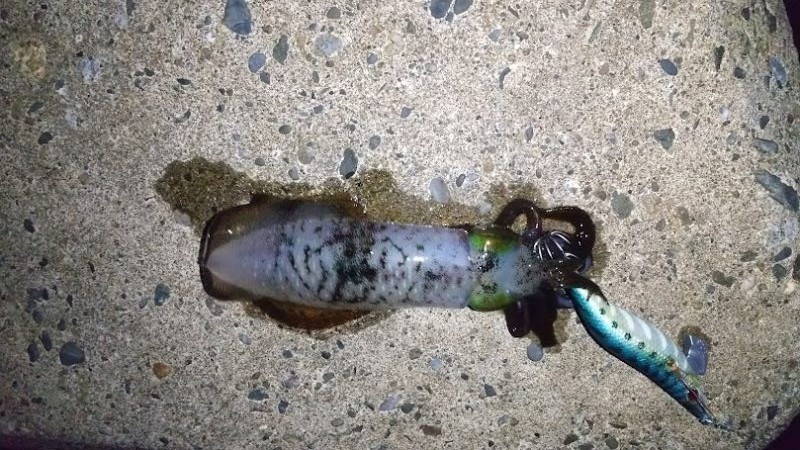 朝マズメでアオリイカ狙い