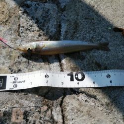 久々に狙って釣った