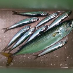 ステージ2 サビキでイワシとサバ