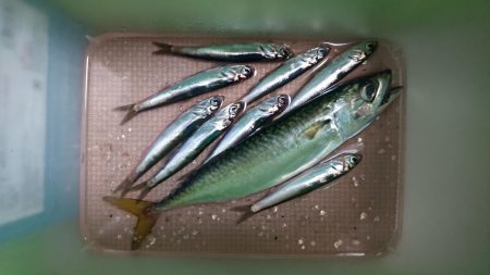 ステージ2 サビキでイワシとサバ