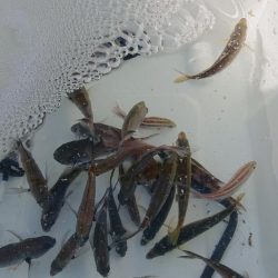 サビキで4目。のませは不発。