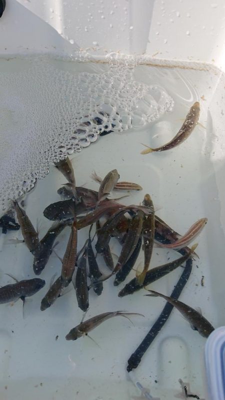 サビキで4目。のませは不発。