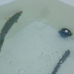 無念のサビキ釣り