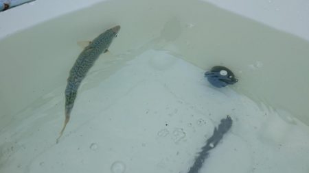 無念のサビキ釣り