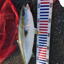 沖堤ショアジギングでメジロ、ハマチ、タチウオ