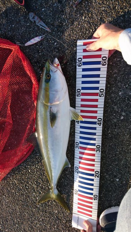 沖堤ショアジギングでメジロ、ハマチ、タチウ…