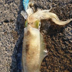 サゴシ不在でアオリエギングに変更