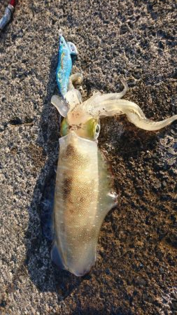 サゴシ不在でアオリエギングに変更