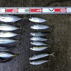 アジ釣り⑧