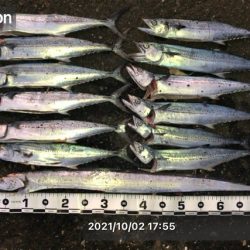 今日もサゴシを、狙いに