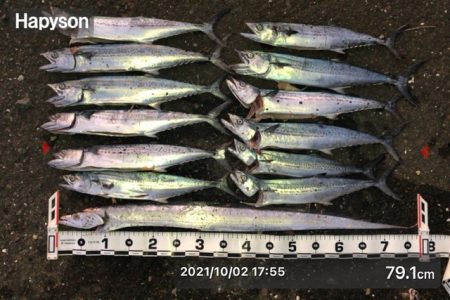 今日もサゴシを、狙いに