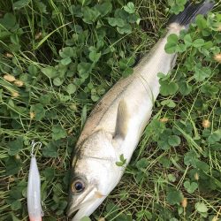 スズキが水面をバコーンとキタ！！