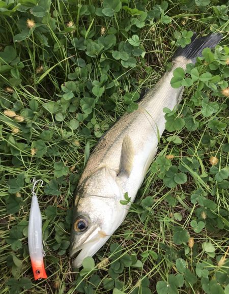 スズキが水面をバコーンとキタ！！