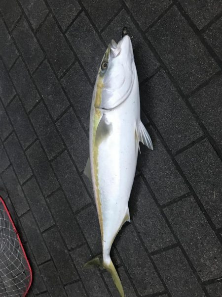 雨のライトショアジギング