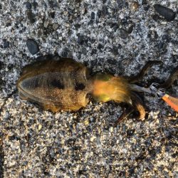 アオリイカエギング　ランガン