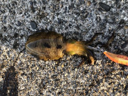 アオリイカエギング　ランガン