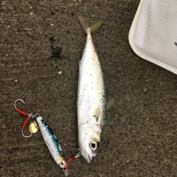 気仙沼大島釣行