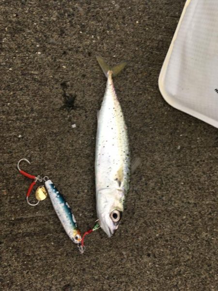 気仙沼大島釣行