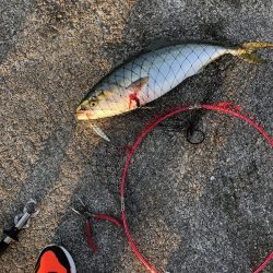 初　青物　メジロ、ハマチ