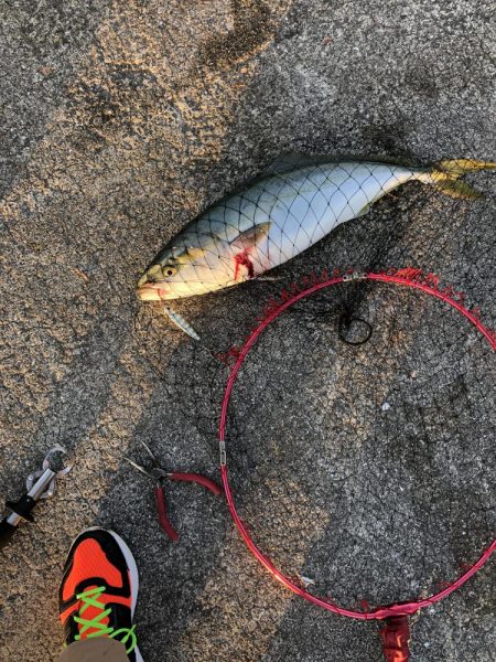 初　青物　メジロ、ハマチ