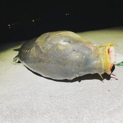 自己記録更新だが鯉