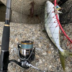 ガハハハハ　ツバス大