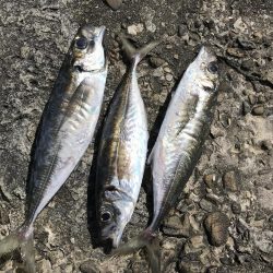 イカに磯にいったが?、あじアジ爆