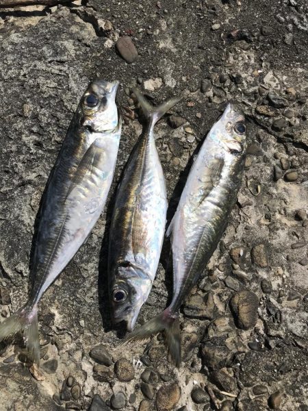 イカに磯にいったが?、あじアジ爆