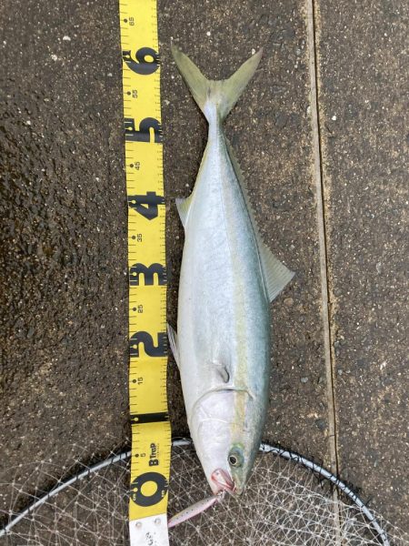 みんなでシャクろう。