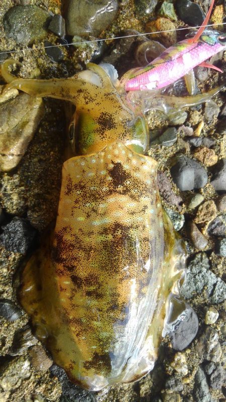 平日調査は楽しい～⤴…