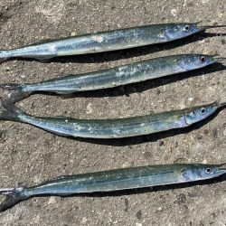 汐見埠頭でサヨリ