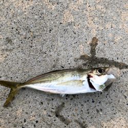 新規ポイント アジング