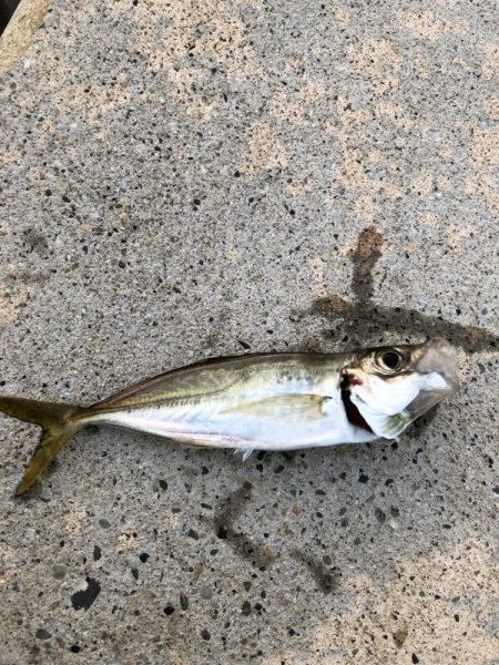 新規ポイント アジング