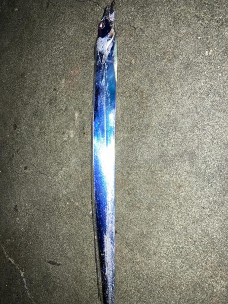 サーベルタチウオ