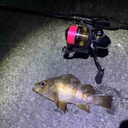 久々のライトゲーム