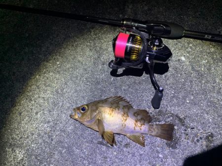 久々のライトゲーム