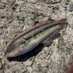 【絶品】キュウセン初めて食べました