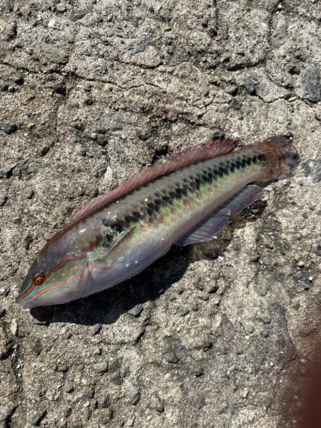 【絶品】キュウセン初めて食べました