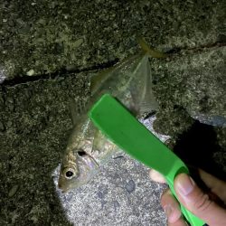 ナイトアジングです